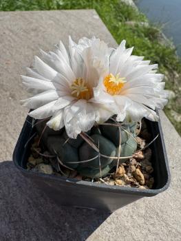 Thelocactus hexaedrophorus